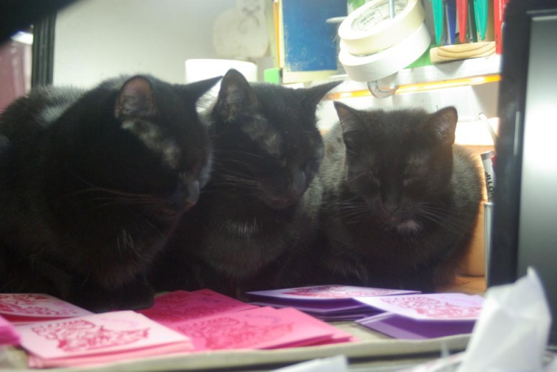 three black cats with cards