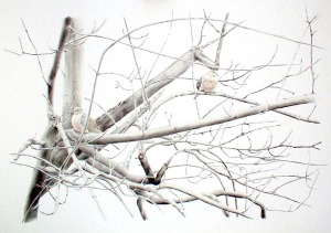 doves on tree branch