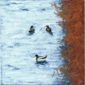 ducks on water