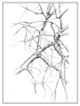 pencil sketch of bare tree branches