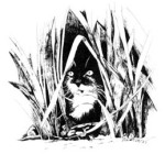 ink drawing of black and white cat in grass