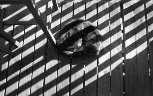 black and white photo of cat curled on deck with shadows