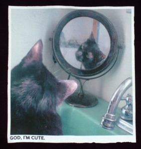 black cat looking in mirror