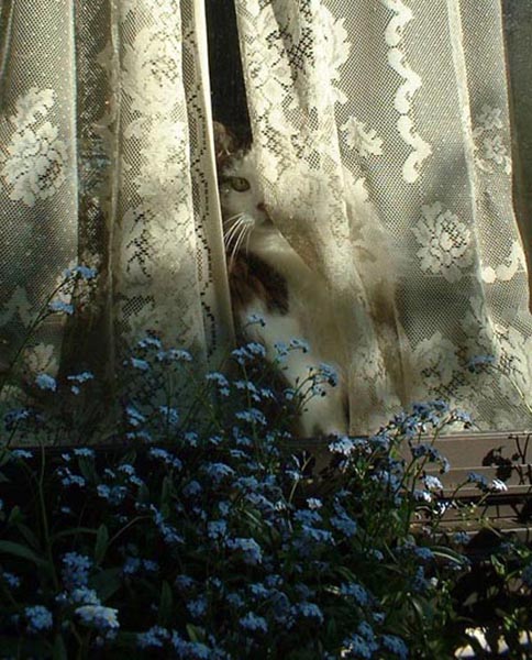 photo of cat behind lace curtain with forget-me-nots