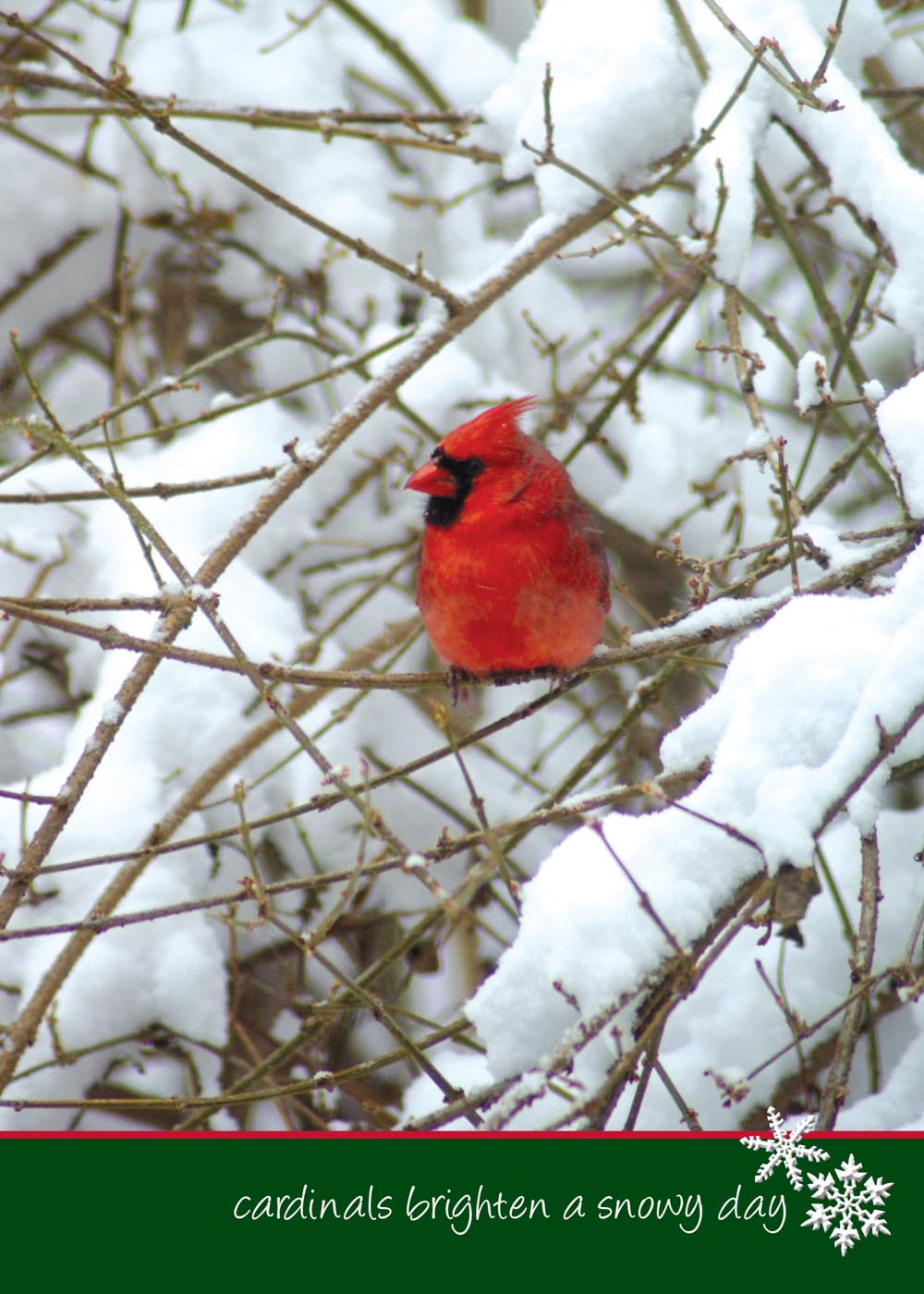photo of cardinal in forsythia