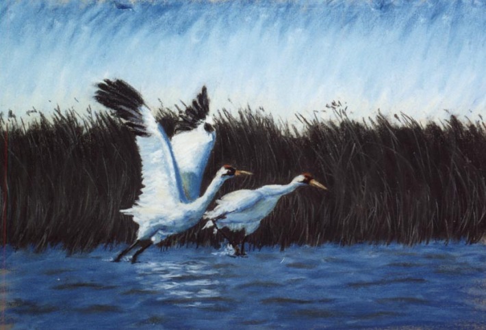 print of whooping cranes in wetland